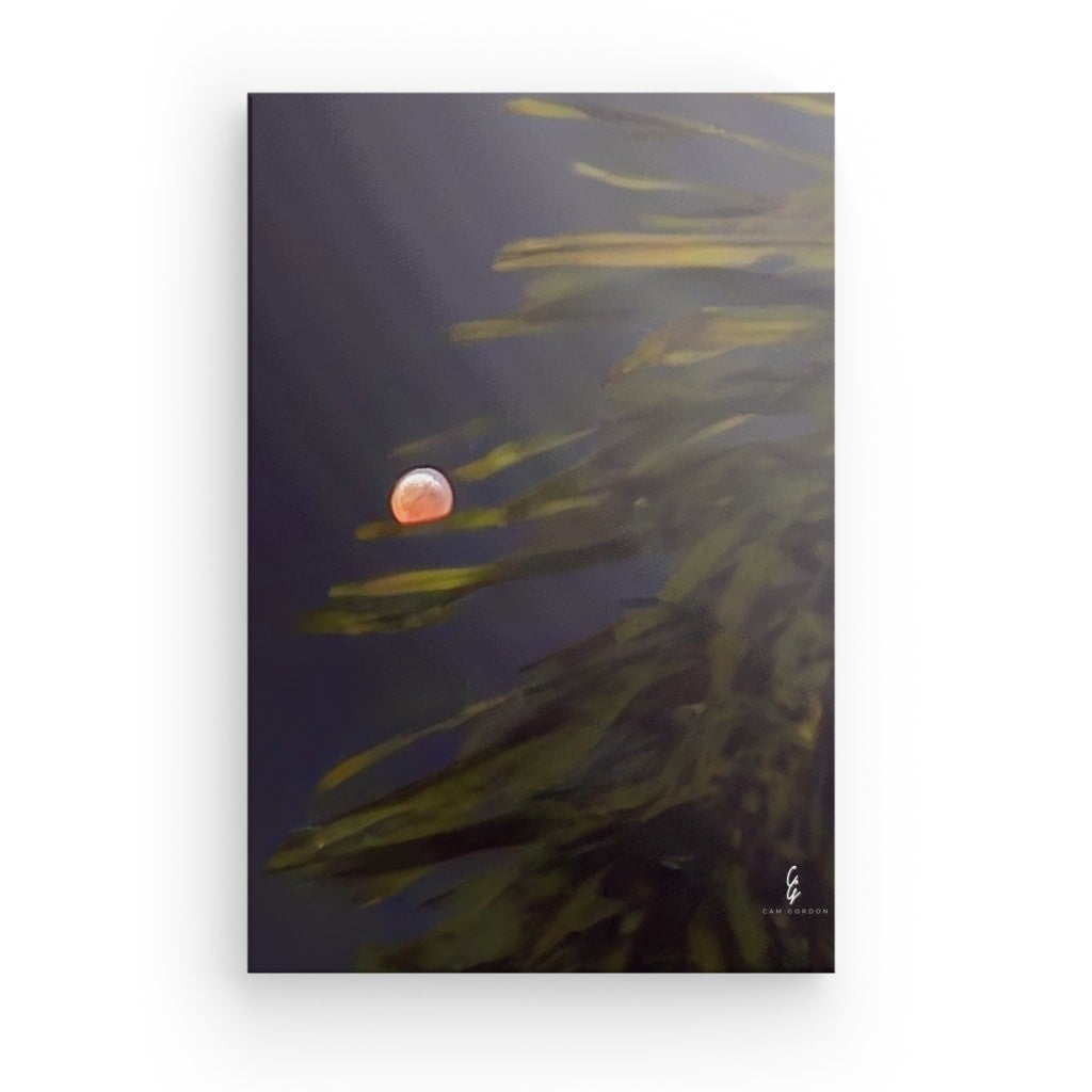 MP.25.036 Canvas