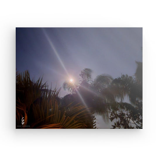 MP.24.008 Canvas
