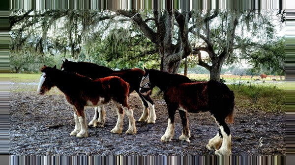 RM.25.078 Canvas